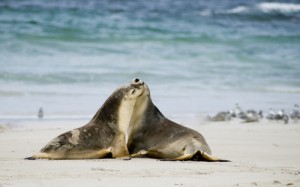 Kangaroo Island - Sealink Tour - Viaggio in Australia