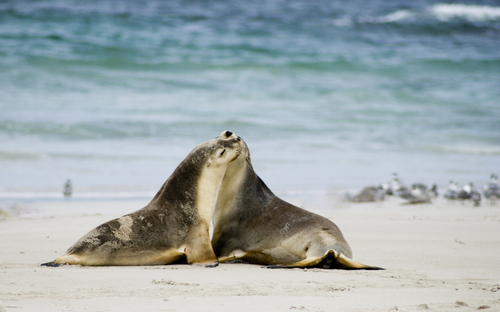 Kangaroo Island - Australia