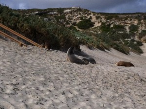 Australia - Seal Bay